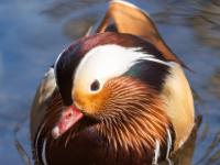 Mandarinente Männchen